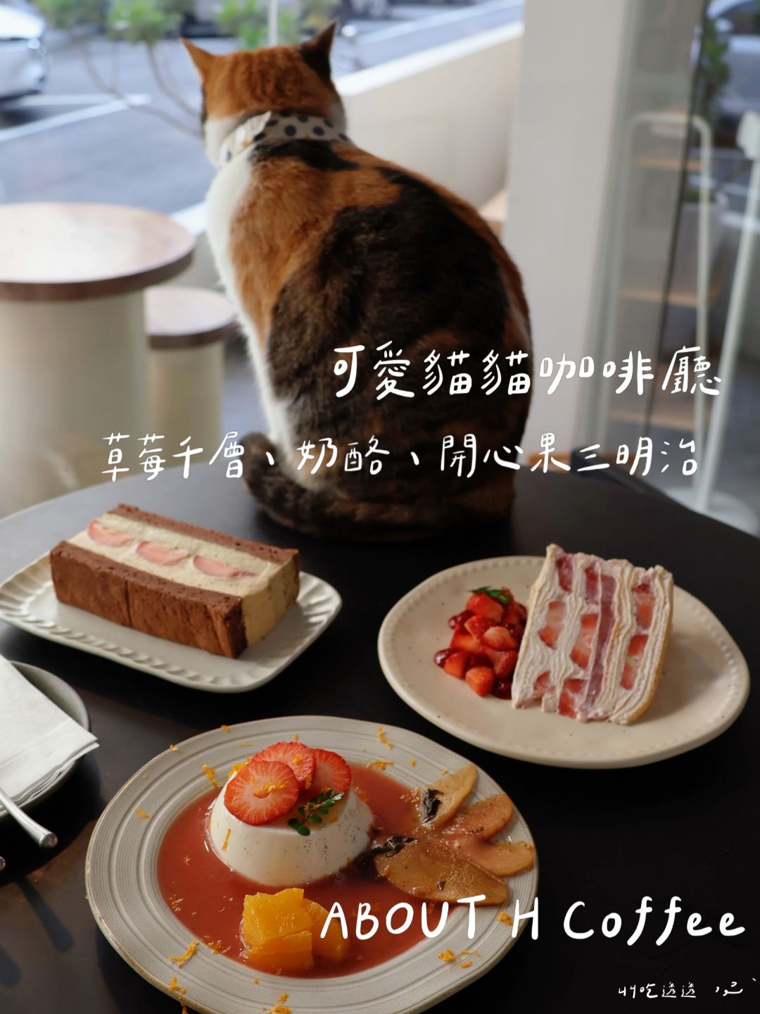 ABOUT H Coffee 咖啡廳 貓