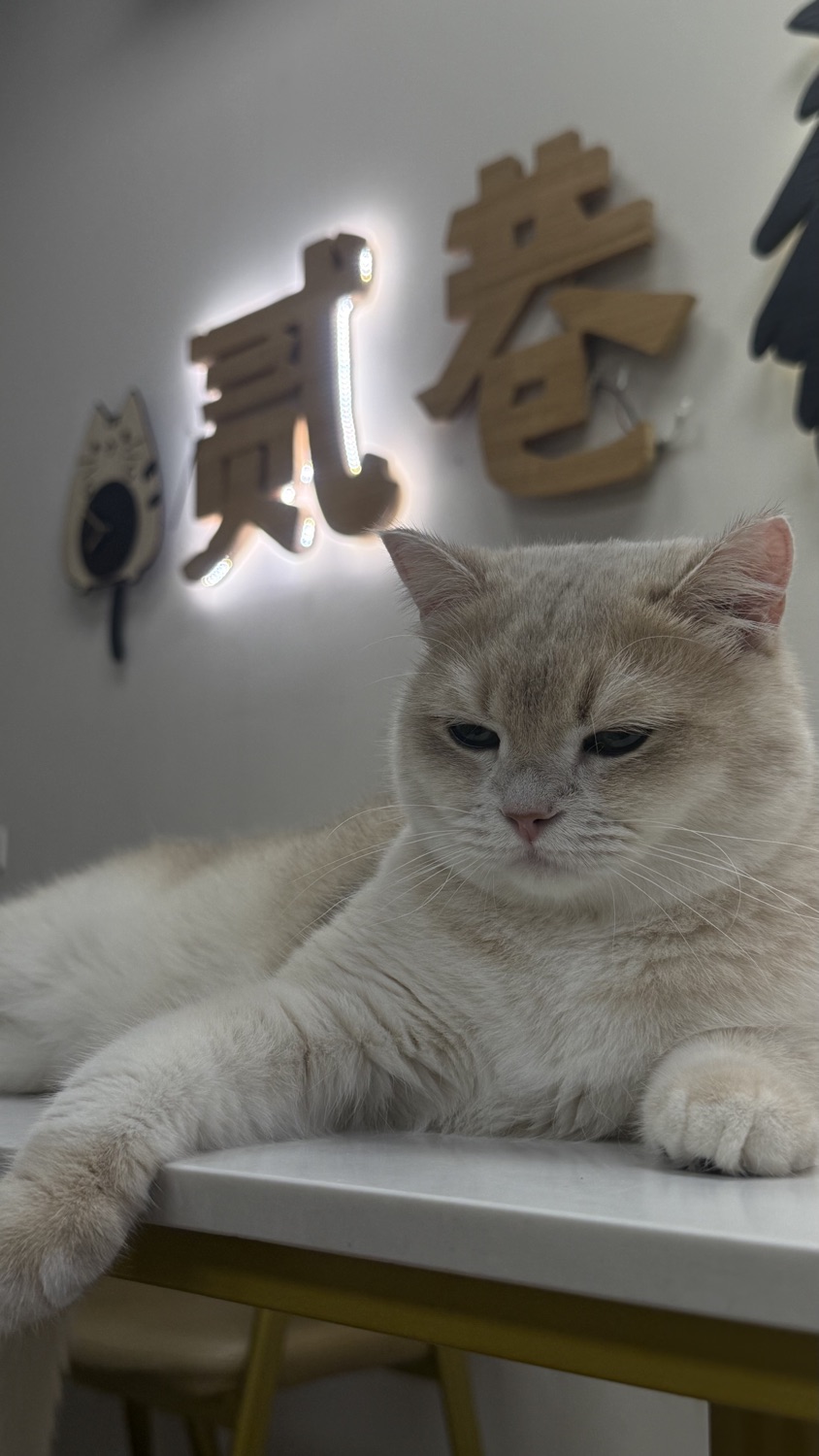 貳巷貓弄Catfeine 板橋店 貓咪餐廳/咖啡/甜點/早午餐/義大利麵/12歲以下兒童來店需電話預約訂位